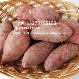 北京烟薯14红薯品种 北京烟薯14红薯产地