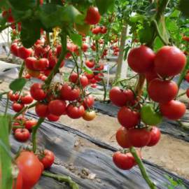 中亚219F1番茄种子荷兰番茄品种