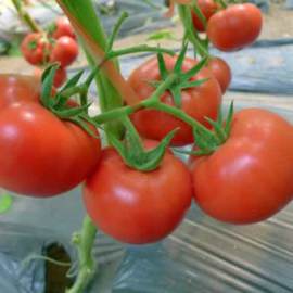 荷兰进口粉果番茄种子|进口大果番茄种子