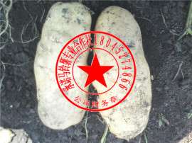 黑龙江哪里供给马铃薯