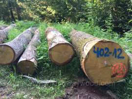 金威木业供应最新德国进口白橡原木 天然实木可锯切 家居材建筑材
